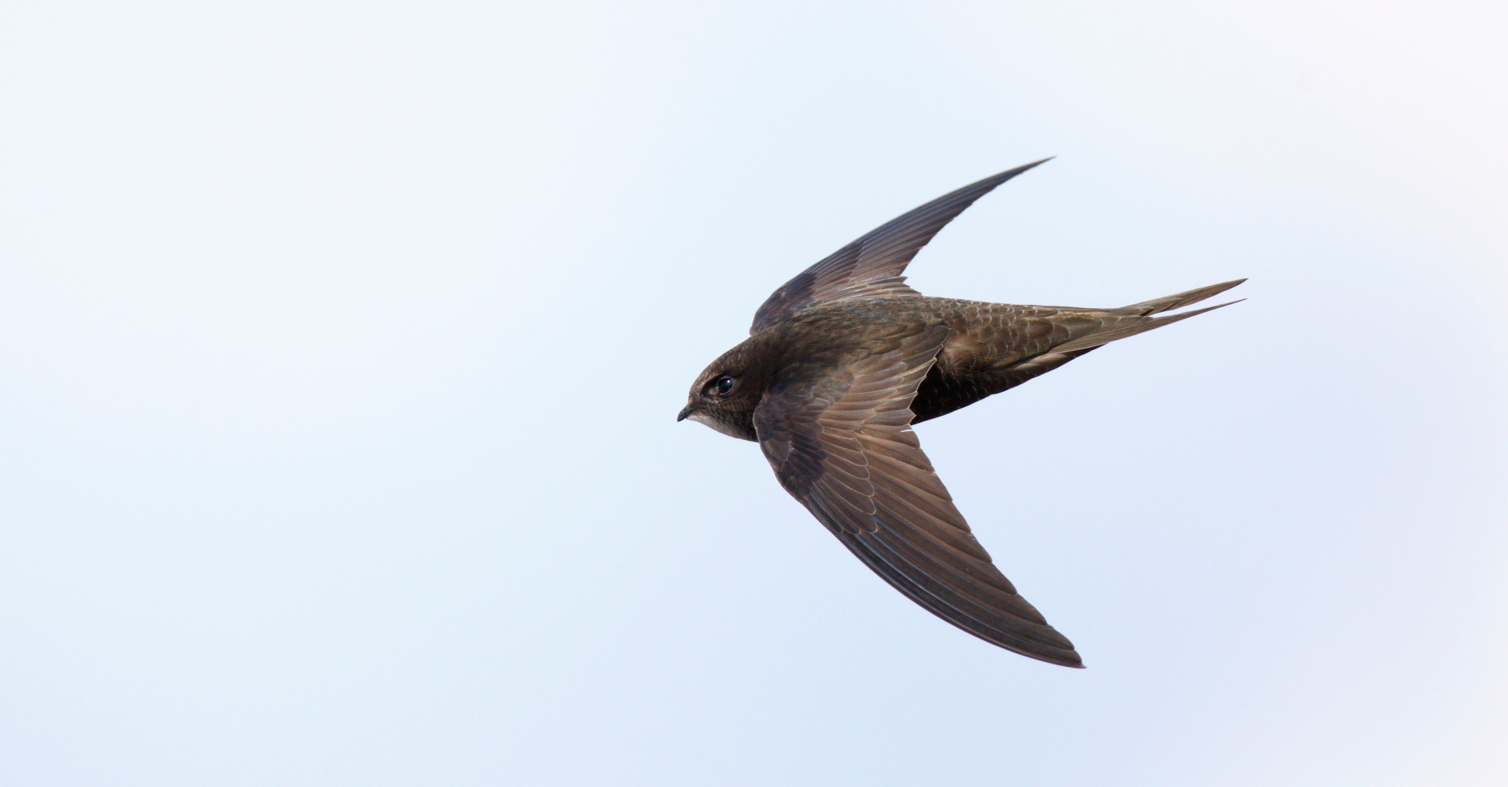 Taking Flight: A New Group for Swifts & House Martins in Charlton Kings