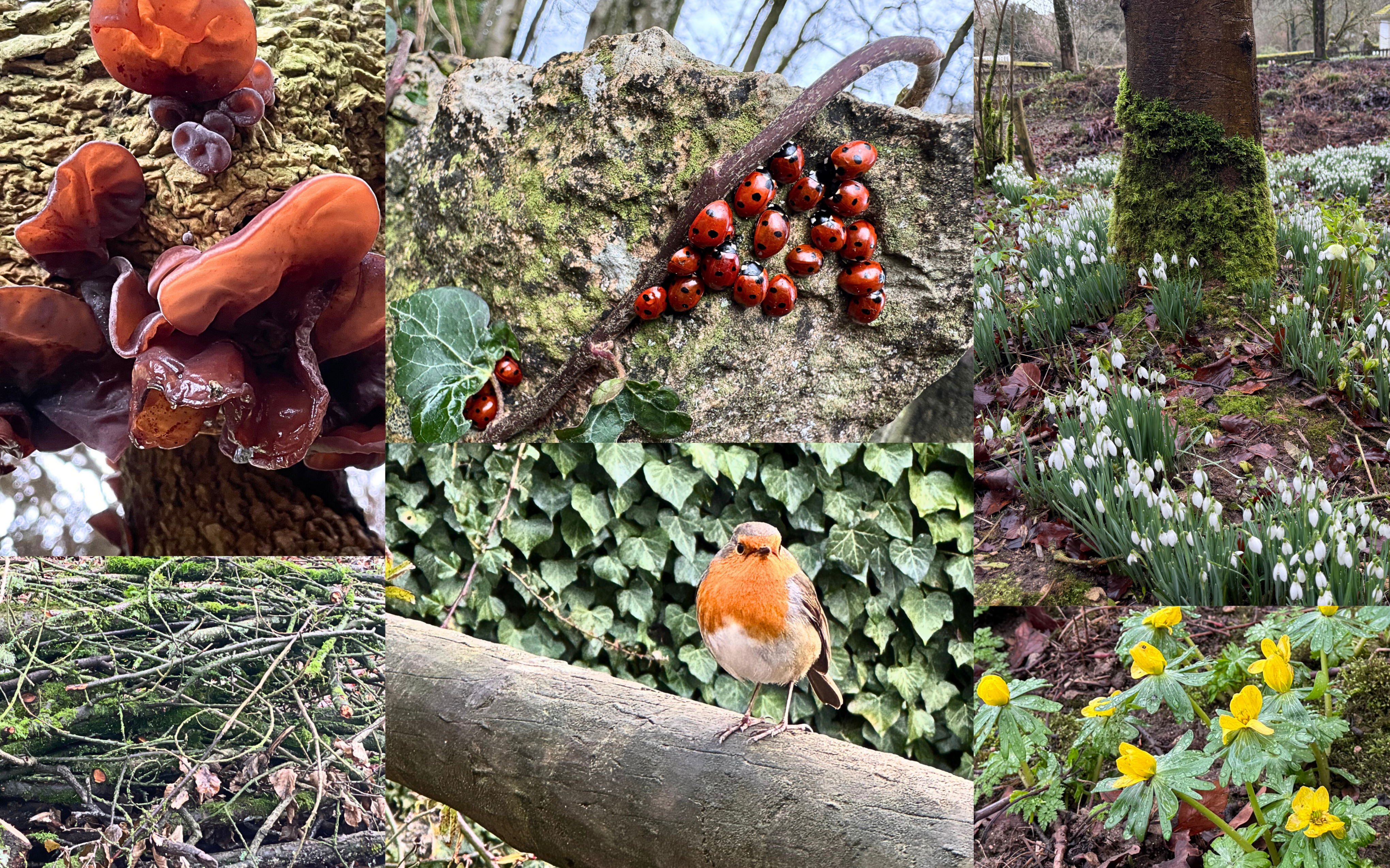 Snowdrops, birdsong and winter life at Cerney House Gardens