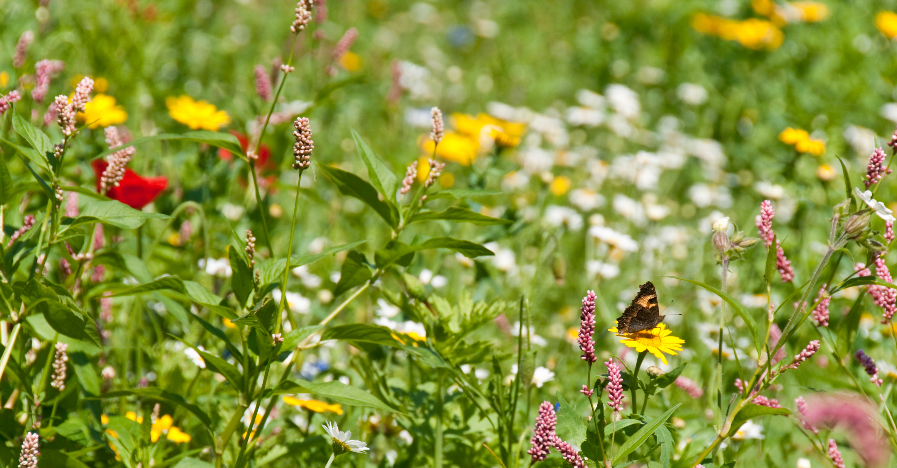 What wilding can look like in everyday places: Reflections from the Wilding Gardens Conference