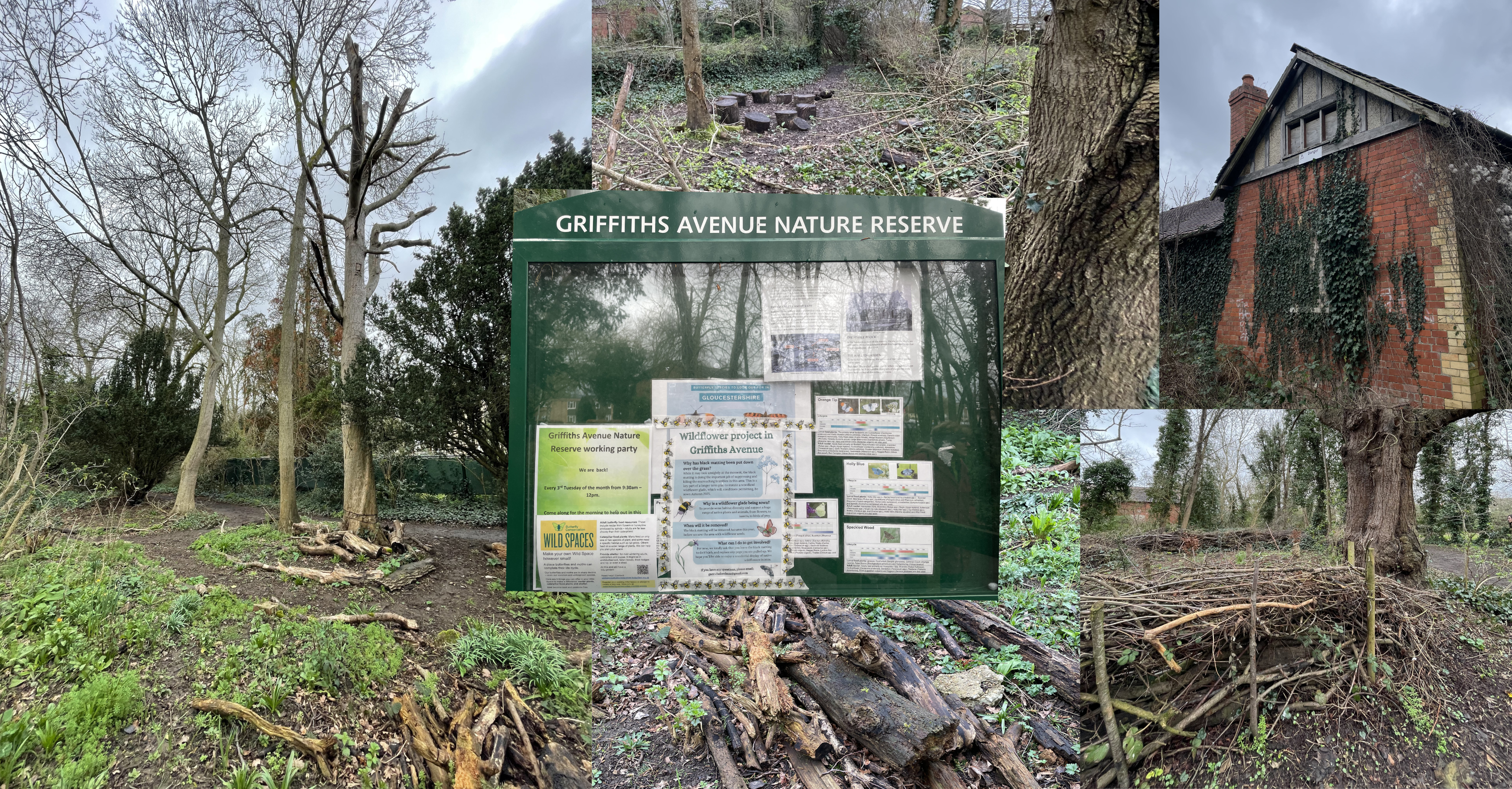 A Hidden Gem in St Mark’s – Griffiths Avenue Nature Reserve