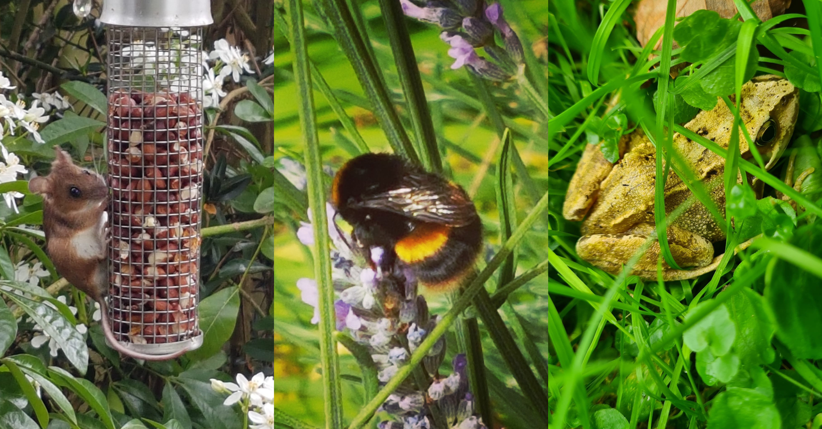 Wildlife on the allotment: not always welcome, but part of the plot for me, by Sarah Payne