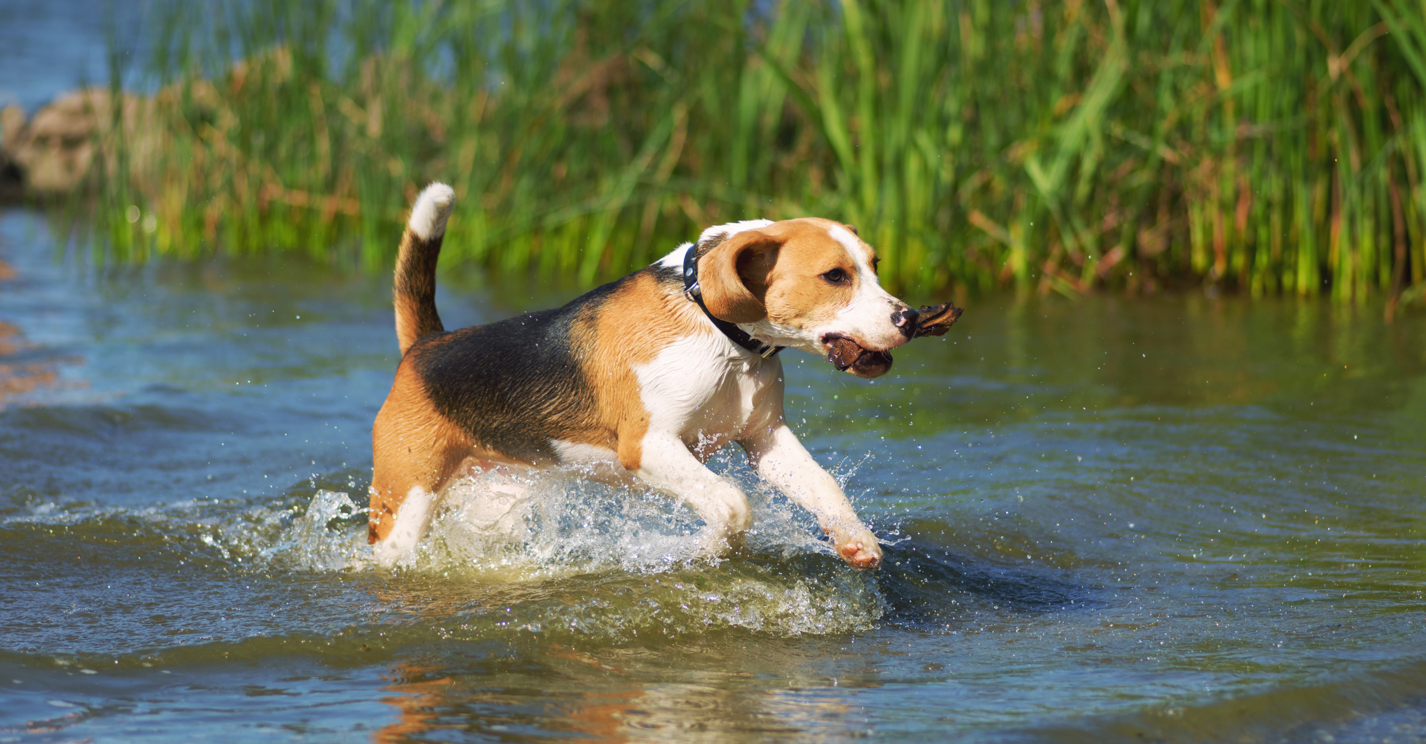 What Do Flea Treatments Have to Do With Nature Recovery?