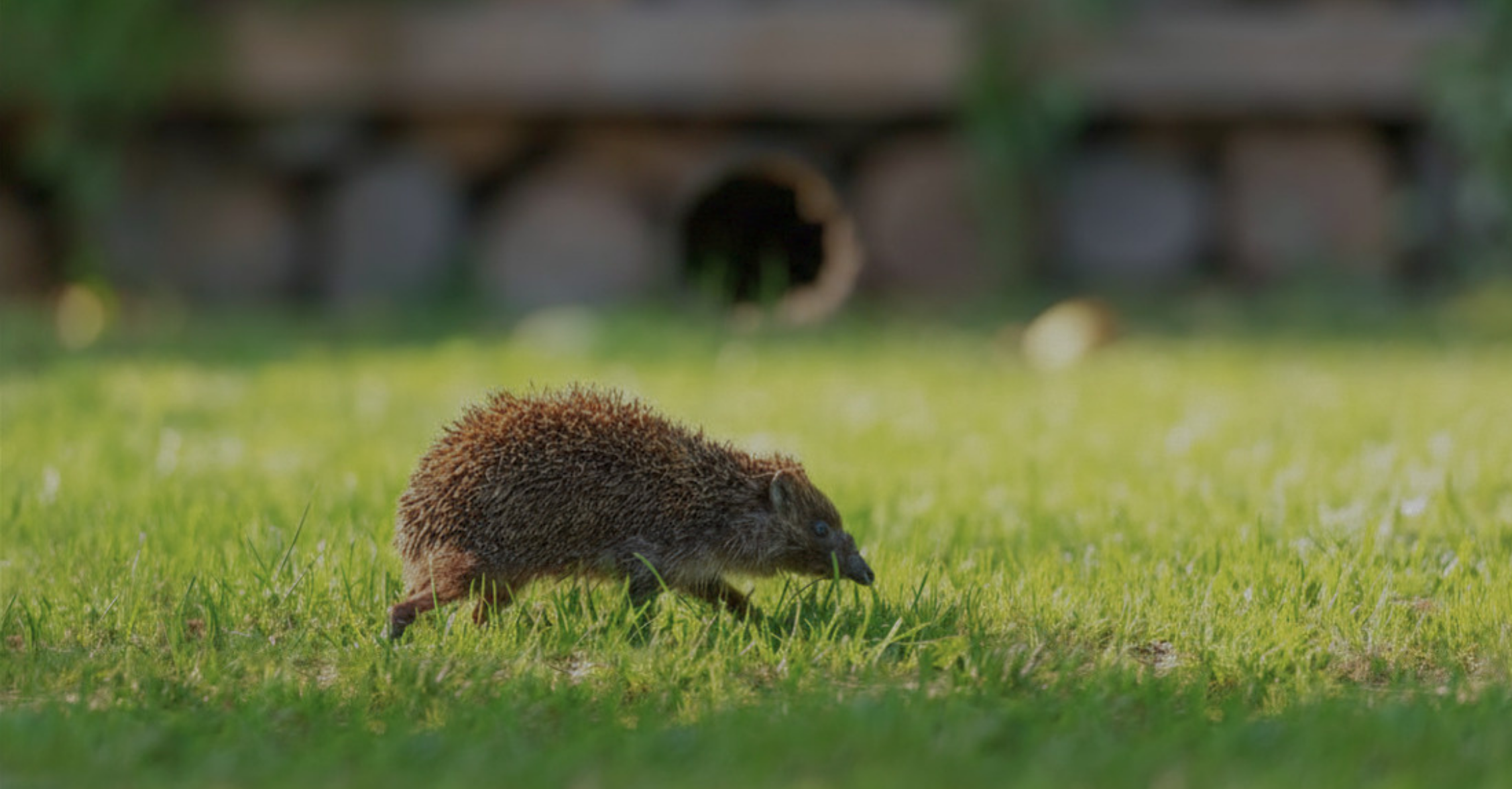 What Would a Connected Cheltenham Look Like for Wildlife?