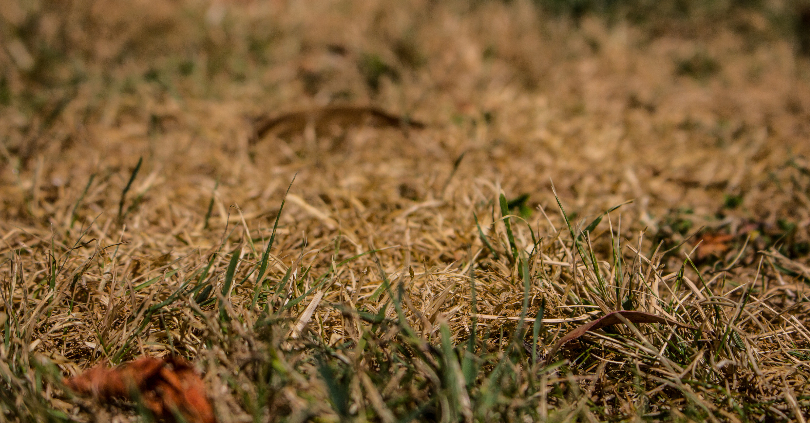 Heat and drought. What does it mean for nature in Cheltenham?