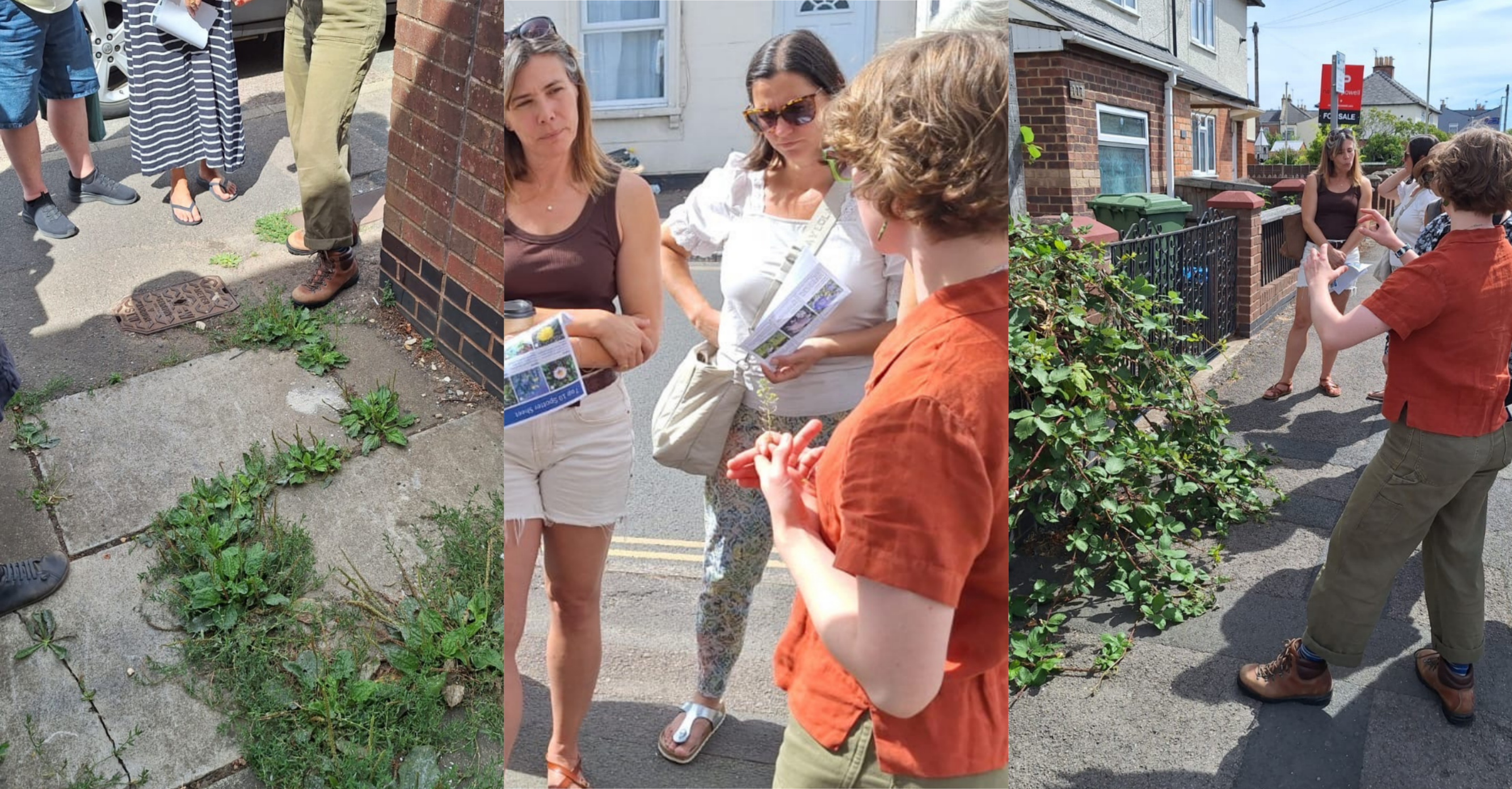 Discovering the wild plants of St. Pauls and Pittville Park