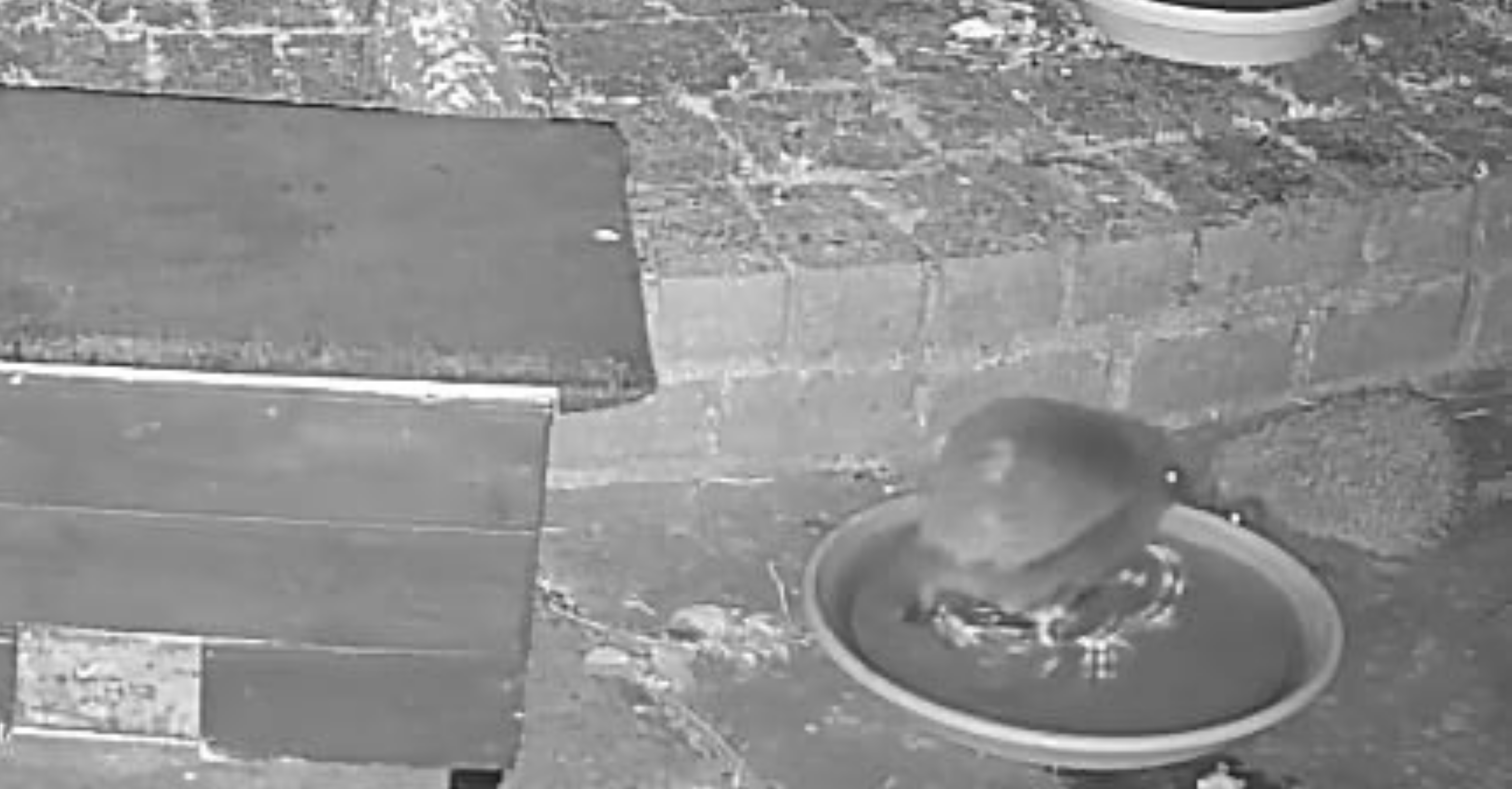Giving a little help to the hedgehogs in our gardens
